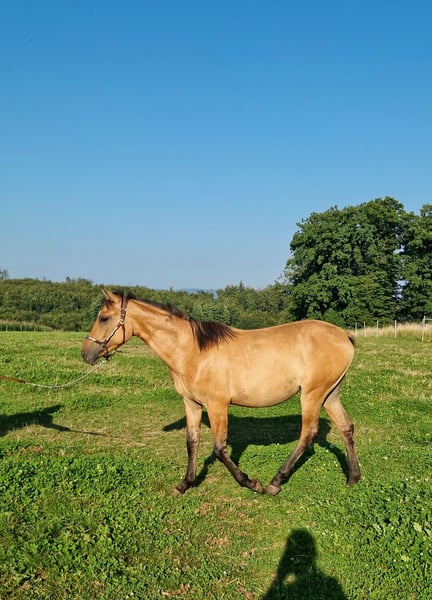 American Quarter Horse, Stute in Rheinfelden