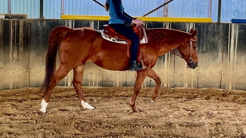 American Quarter Horse, Stute in Rheda-Wiedenbrück