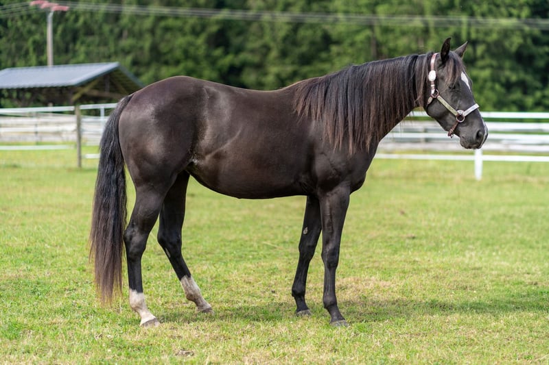 American Quarter Horse, Stute in Dahlem