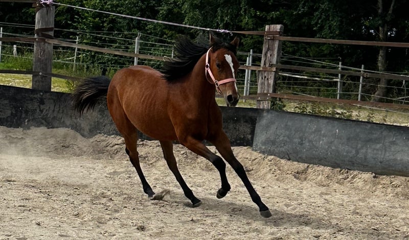 American Quarter Horse, Stute in Hamburg