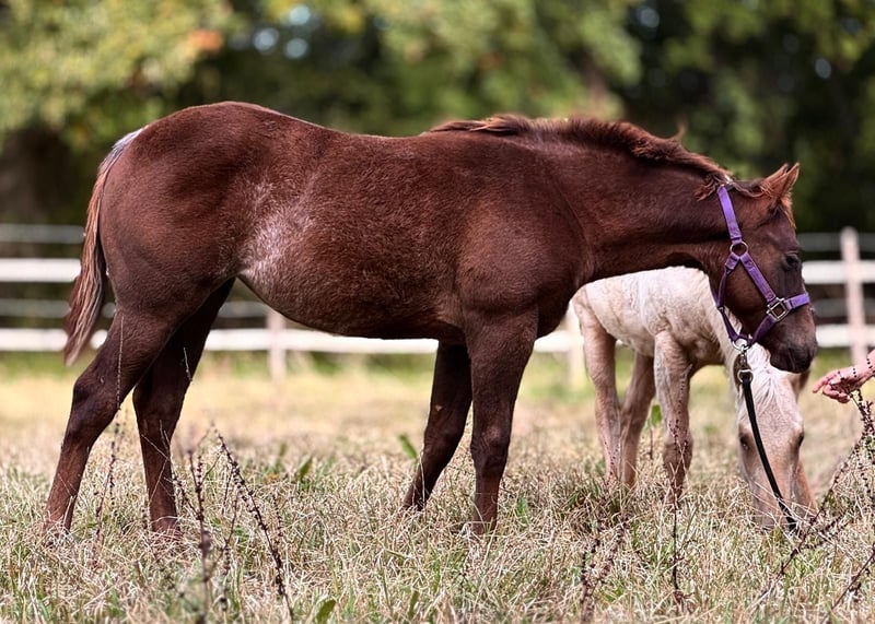 American Quarter Horse, Stute in Ludwigslust