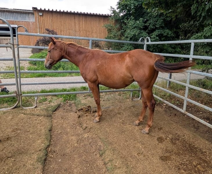 American Quarter Horse, Stute in Theilenhofen