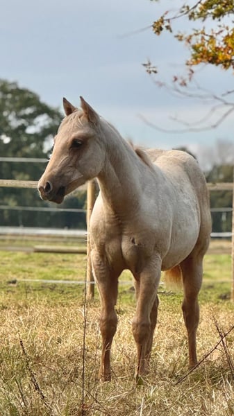 American Quarter Horse, Stute in Ludwigslust