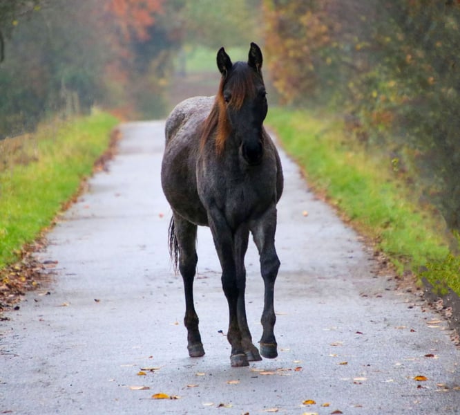 American Quarter Horse, Stute in Breitenbach