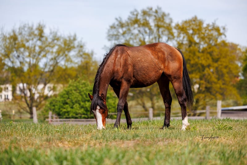 American Quarter Horse, Stute in Stahnsdorf