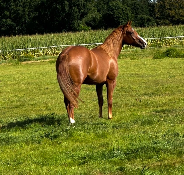 American Quarter Horse, Stute in Groß Ippener