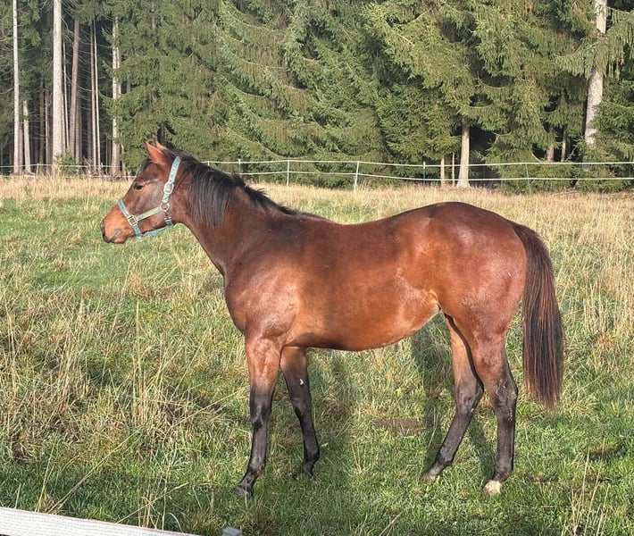 American Quarter Horse, Stute in Kirchendemenreuth