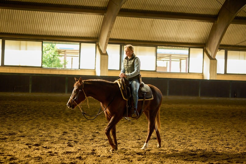 American Quarter Horse, Stute in München