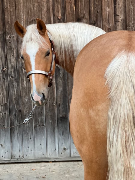 American Quarter Horse, Stute in Tannheim