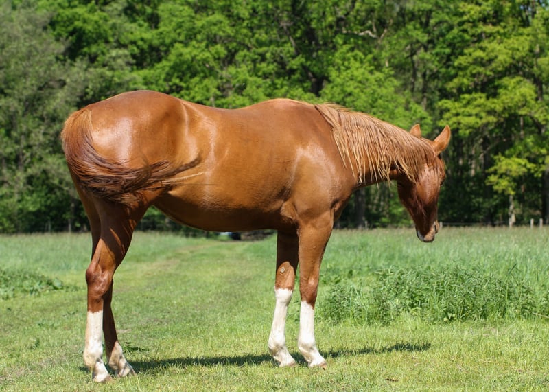 American Quarter Horse, Stute in Celle