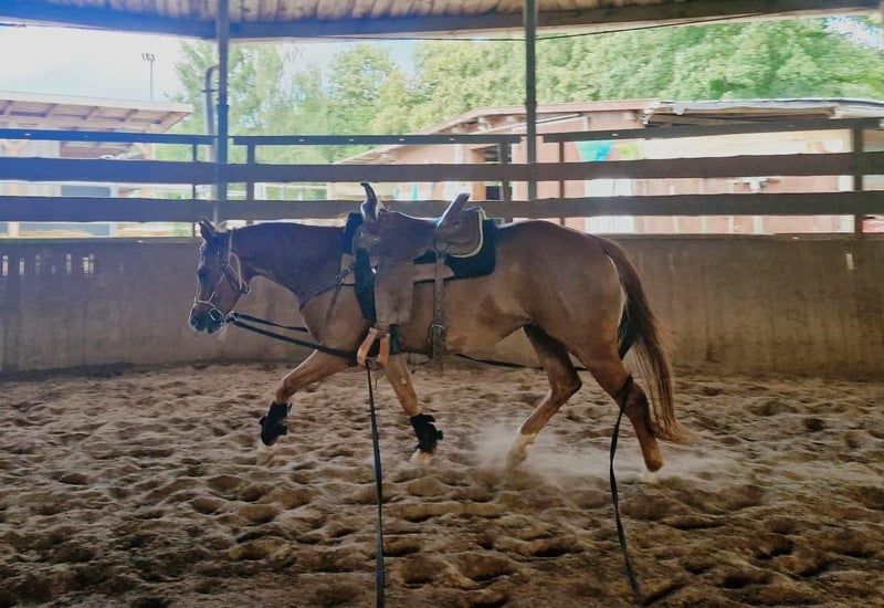 American Quarter Horse, Stute in Zeulenroda-Triebes