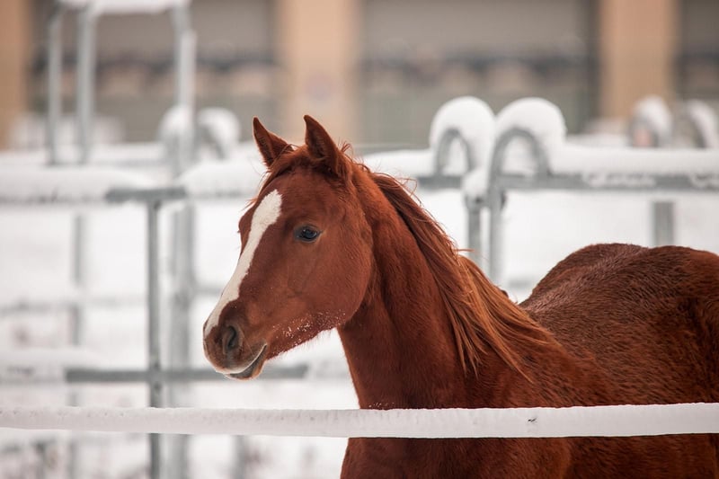 American Quarter Horse, Stute in Zeulenroda-Triebes