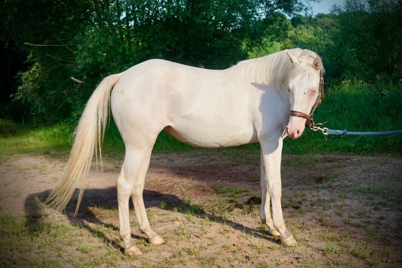 American Quarter Horse, Stute in Althornbach