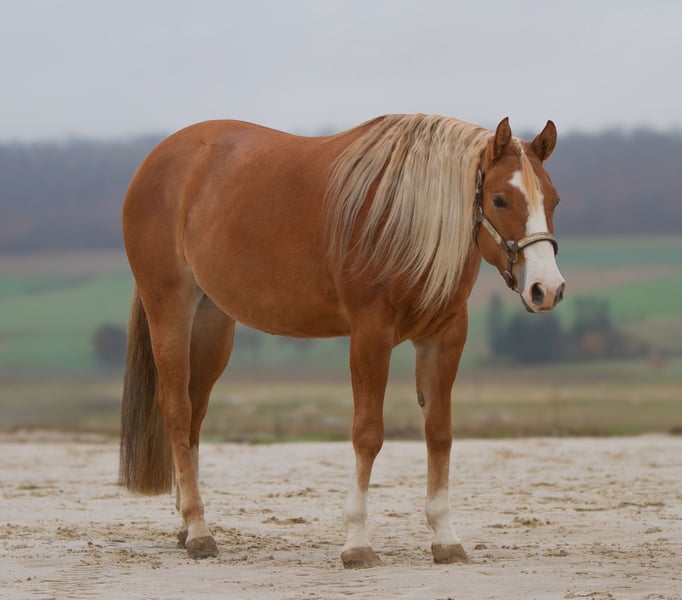 American Quarter Horse, Stute in Duingen