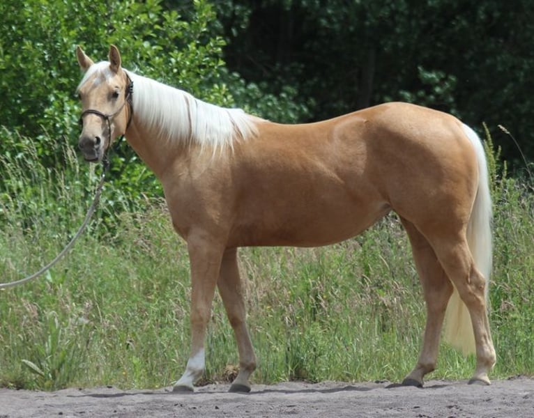 American Quarter Horse, Stute in Laubach