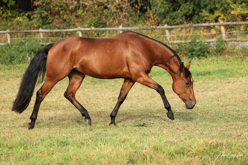American Quarter Horse, Stute in Lüdinghausen