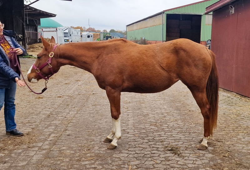 American Quarter Horse, Stute in Celle