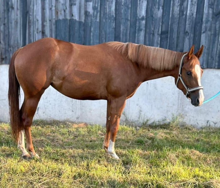 American Quarter Horse, Stute in Kirchendemenreuth