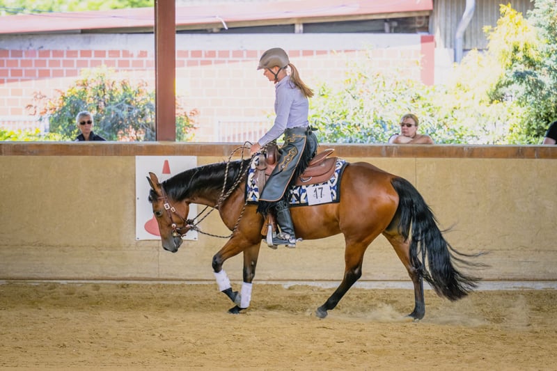 American Quarter Horse, Stute in Lüdinghausen
