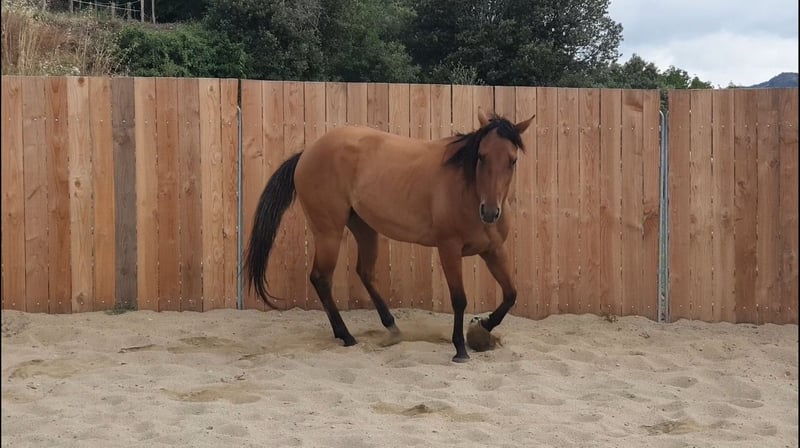American Quarter Horse, Stute in Vierherrenborn