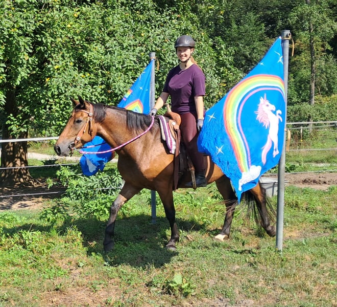 American Quarter Horse, Stute in Bayerbach
