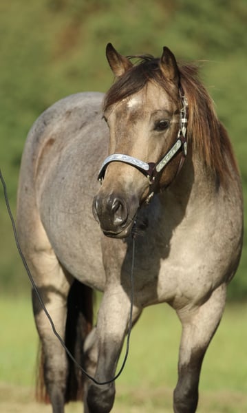 American Quarter Horse, Stute in Elmenhorst-Lichtenhagen
