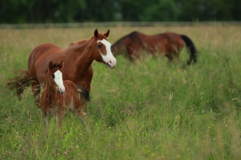 American Quarter Horse, Stute in Waldshut-Tiengen