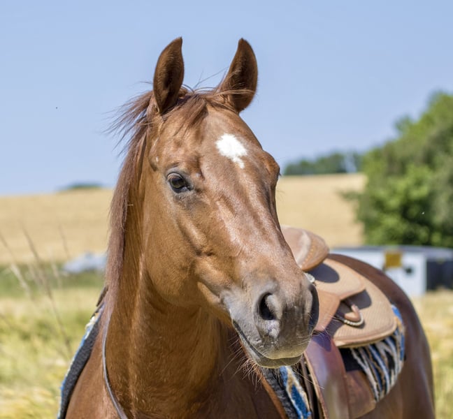 American Quarter Horse, Stute in Ehingen