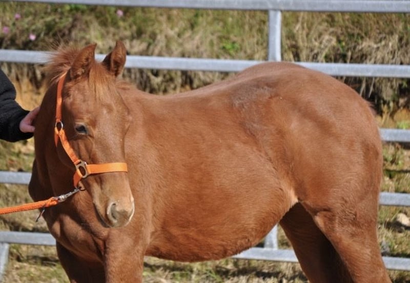 American Quarter Horse, Stute in Mehlmeisel