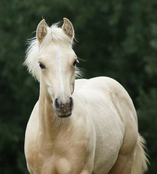 American Quarter Horse, Stute in Linsburg