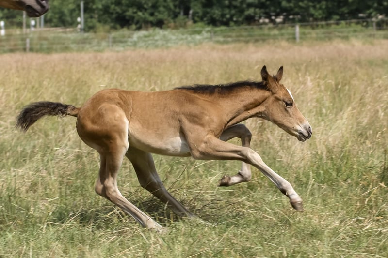 American Quarter Horse, Stute in Celle