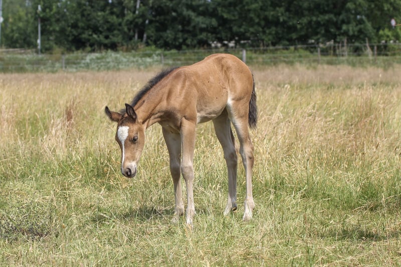 American Quarter Horse, Stute in Celle