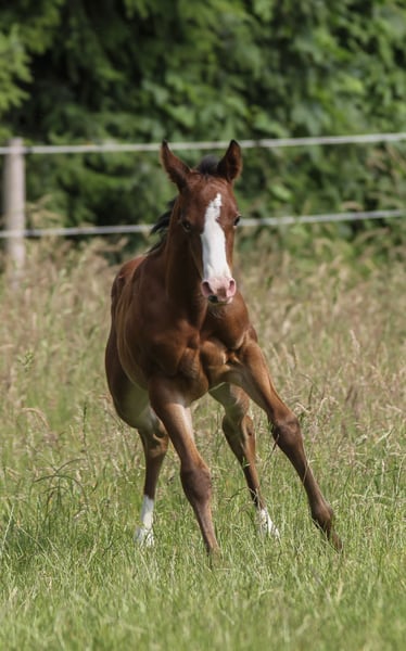 American Quarter Horse, Stute in Celle