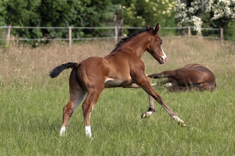 American Quarter Horse, Stute in Celle