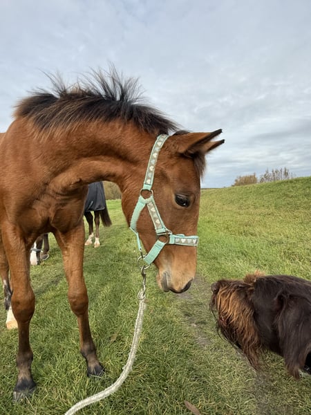American Quarter Horse, Stute in Kindelbrück