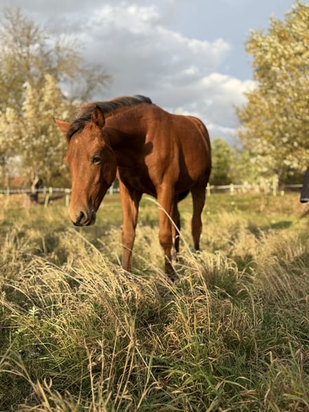 American Quarter Horse, Stute in Kindelbrück