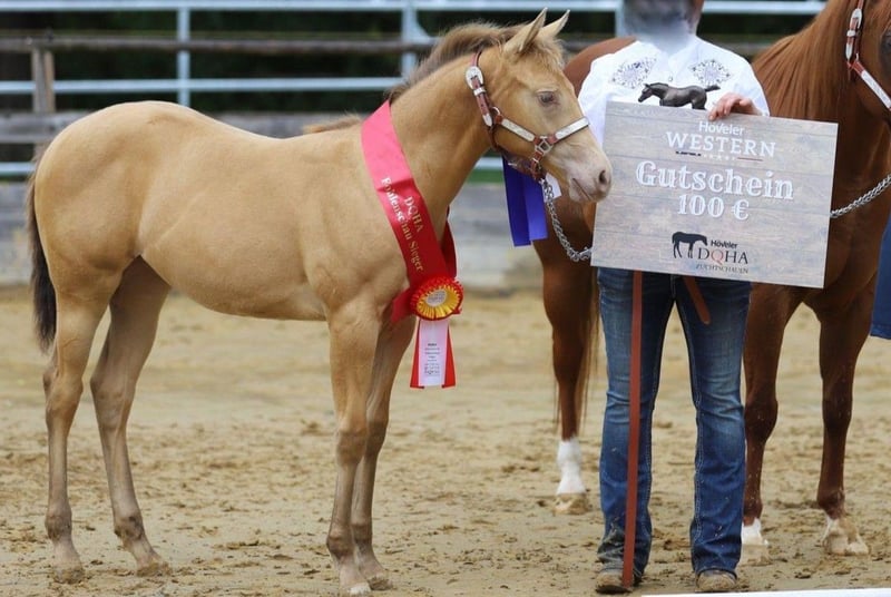 American Quarter Horse, Stute in Burgheim