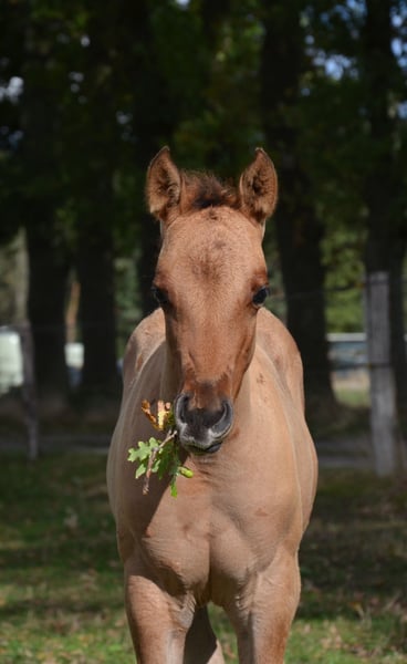 American Quarter Horse, Stute in Nordhorn