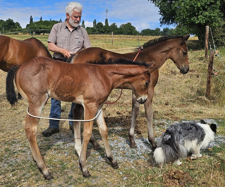American Quarter Horse, Stute in Müglitztal