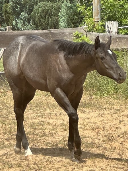 American Quarter Horse, Stute in Miltenberg