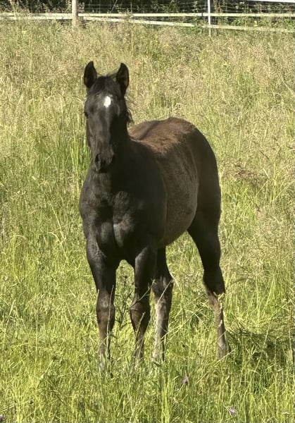American Quarter Horse, Stute in Miltenberg