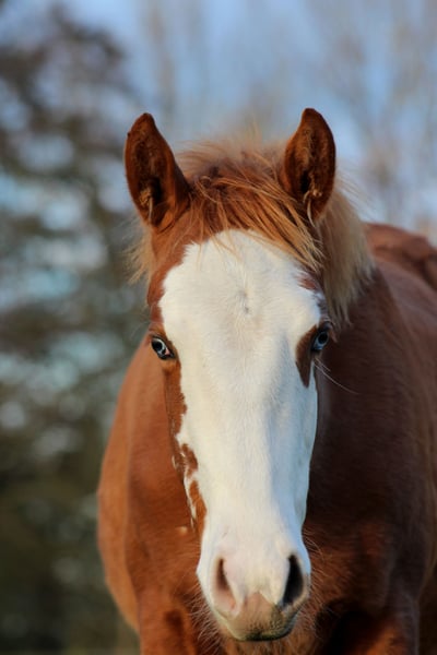 American Quarter Horse, Stute in Stade