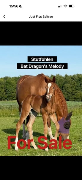 American Quarter Horse, Stute in Schönberg