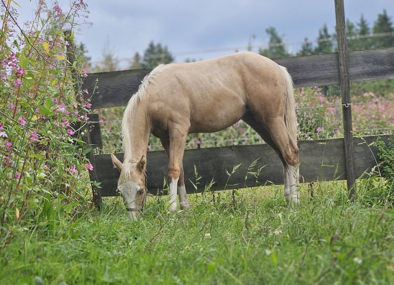 American Quarter Horse, Stute in Halfing