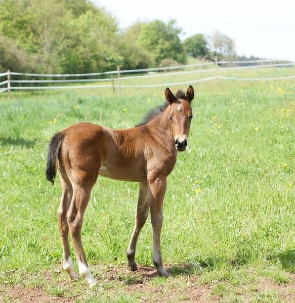 American Quarter Horse, Stute in Breitenbach