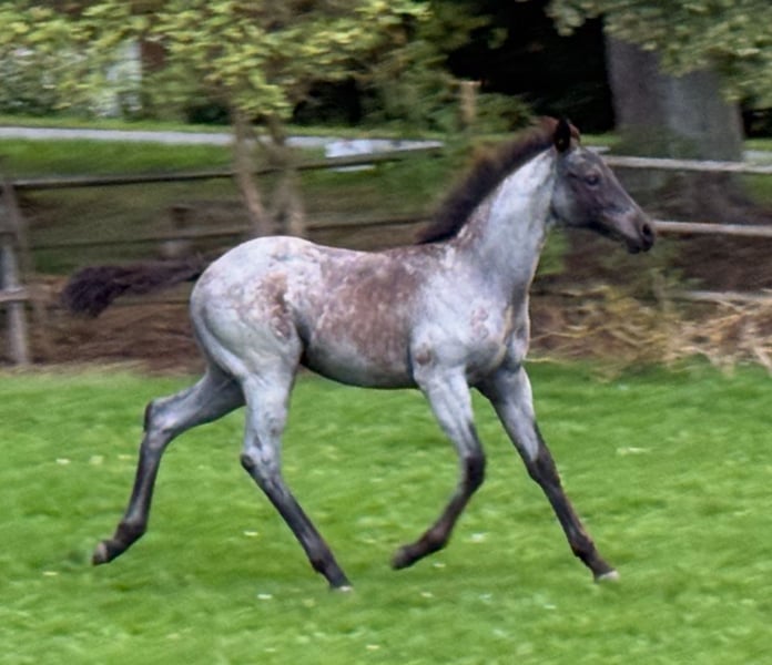 American Quarter Horse, Stute in Hirschau