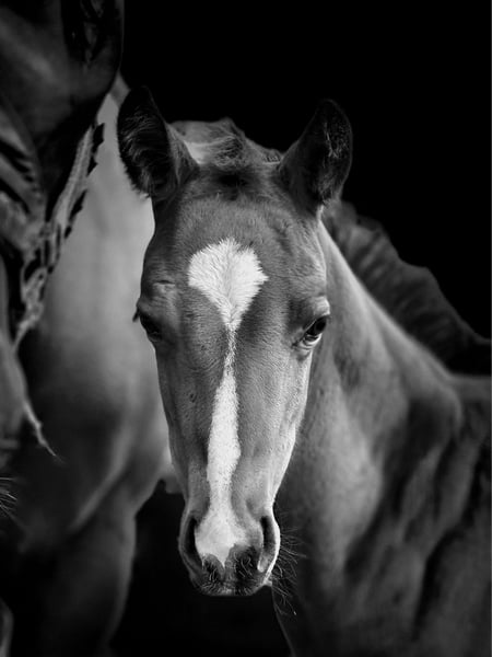 American Quarter Horse, Stute in Rheinfelden