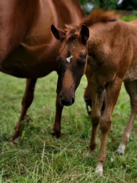 American Quarter Horse, Stute in Rheinfelden