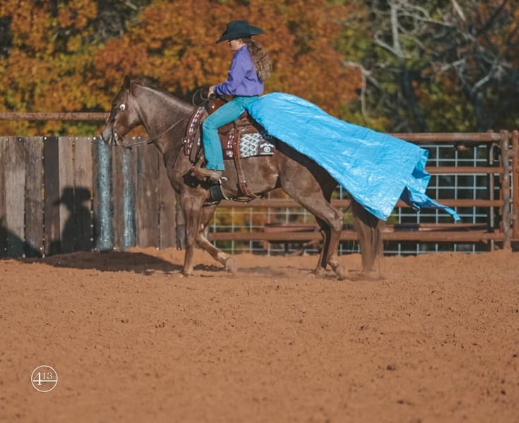 American Quarter Horse Wałach 8 lat 152 cm Kasztanowatodereszowata in
