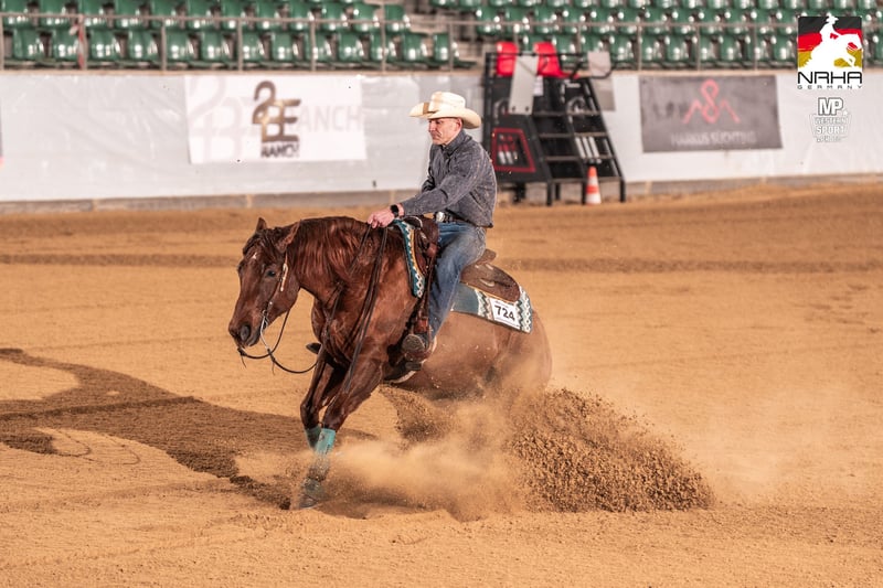 American Quarter Horse, Wallach in Clenze Seelwig